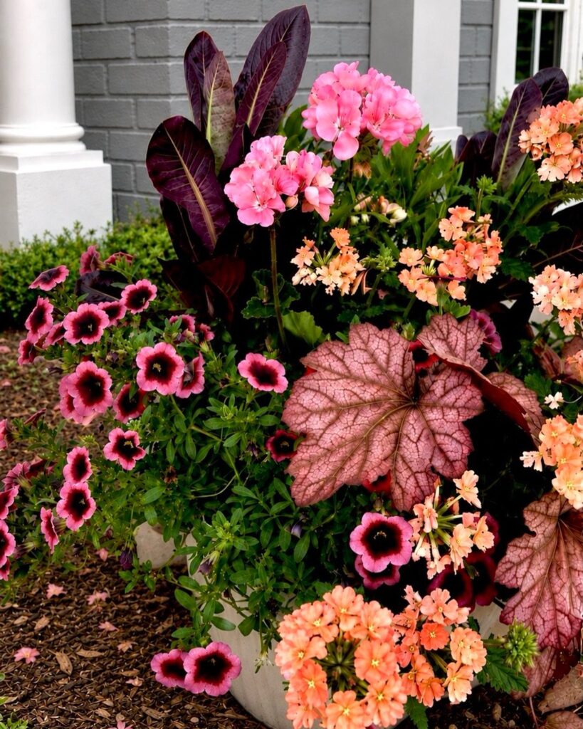 A lush container garden featuring tall dark foliage, pink geraniums, peach flowers, and trailing petunias in a planter.