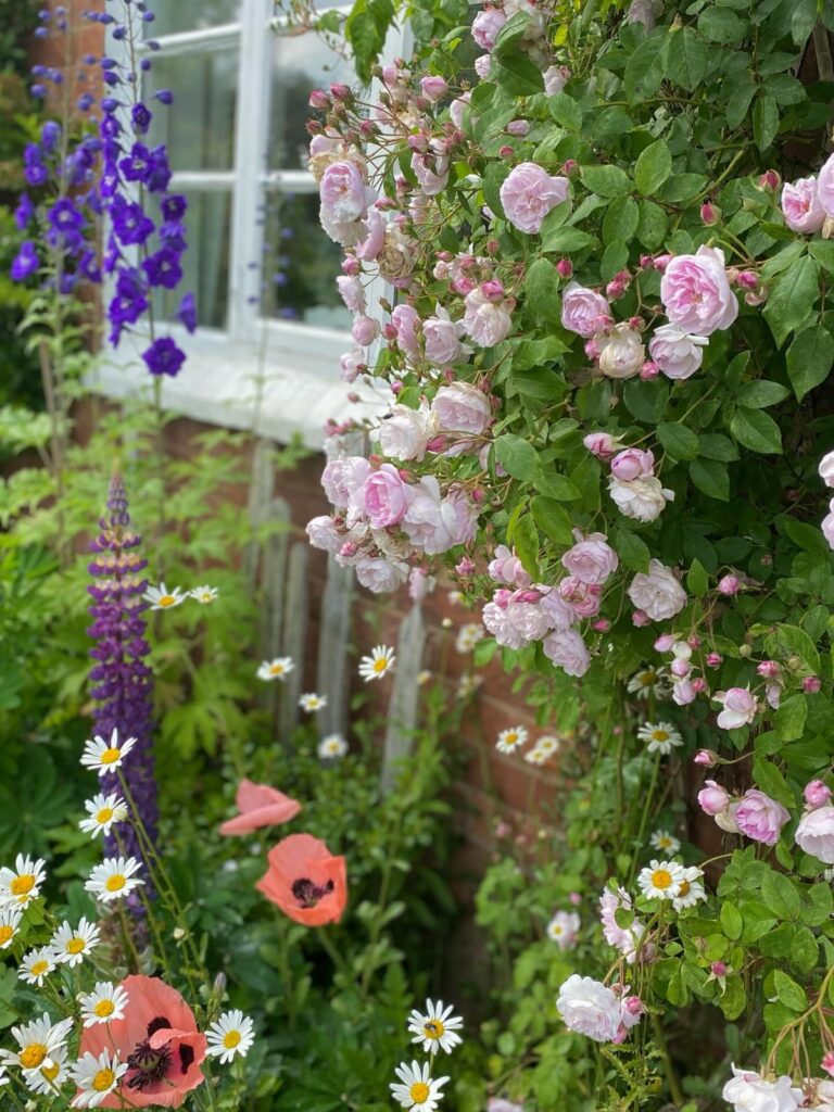 Pink climbing roses, purple delphiniums, and orange poppies blooming in a dense cottage garden.