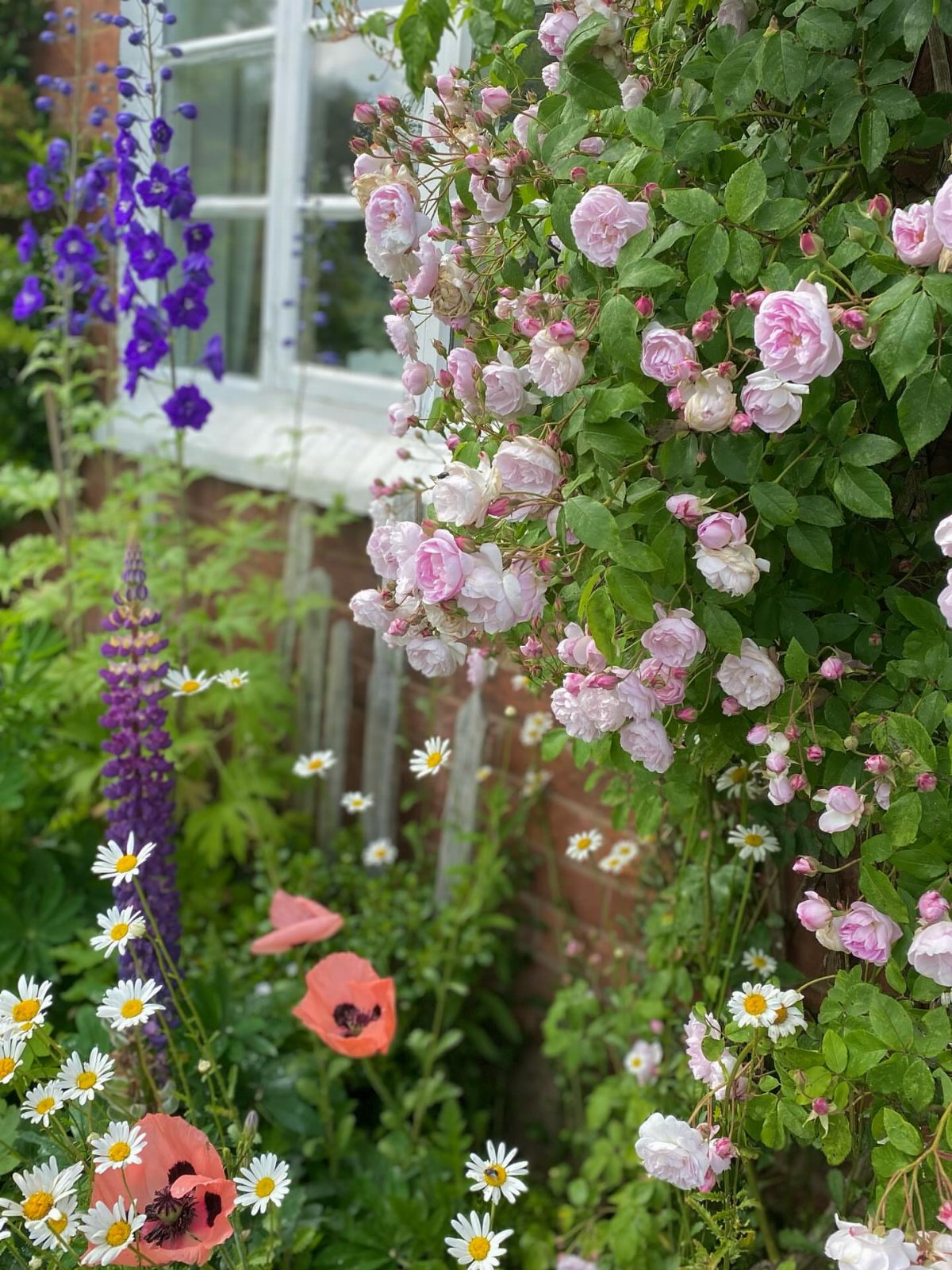 Pink climbing roses, purple delphiniums, and orange poppies blooming in a dense cottage garden.