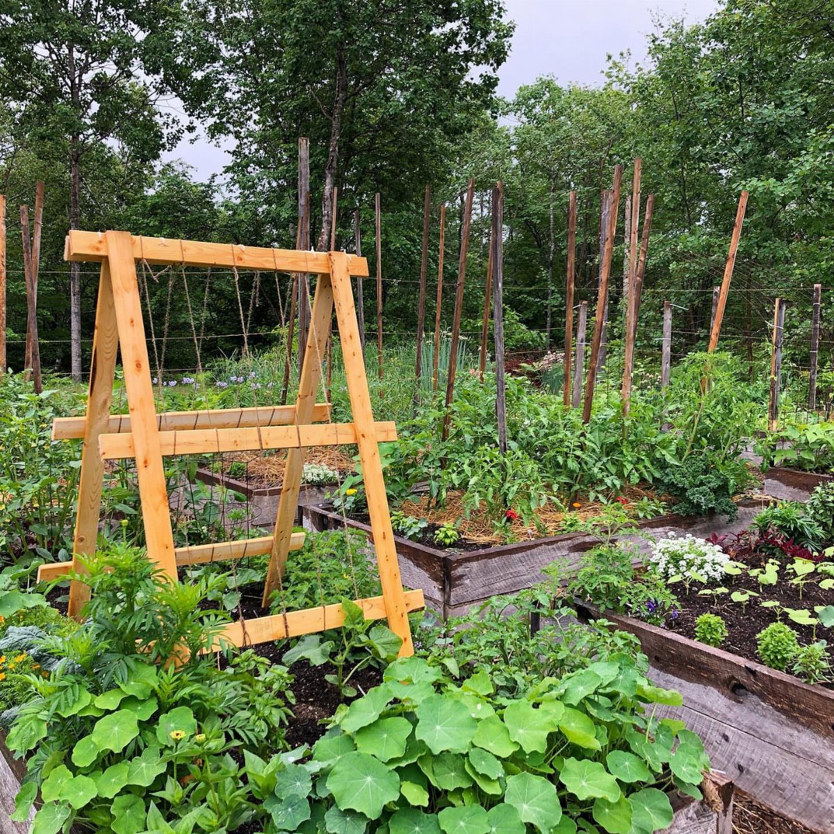A wooden A-frame trellis stands amidst green garden plants in a backyard vegetable patch.