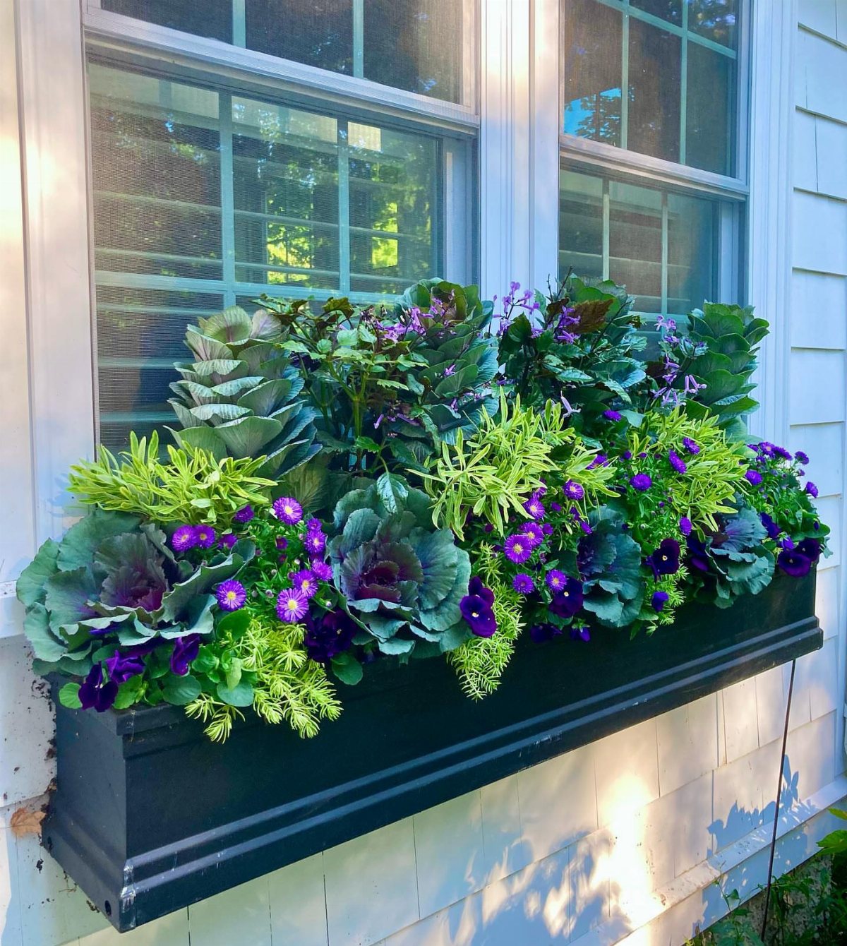 Purple ornamental kale and aster flowers blooming in a black window box planter.